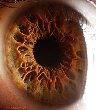Illustration for article titled I Can't Stop Looking at These Macros of "Your Beautiful Eyes"